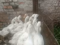 ليندا — الصورة 2