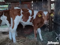 Bull, Limousin cow — photo 7