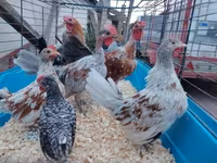 Chickens — foto 1