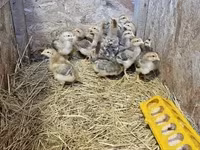 Chickens — Foto 2