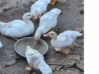 Ducks — 1-сурет