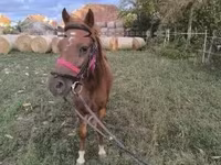 Айғыр, Жылқылар — 1-сурет