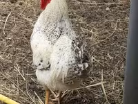 Chickens — Foto 2