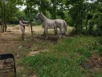 公马, Lipizzaner — 照片 3