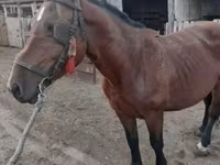 母马, Horses — 照片 1