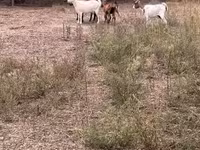 母羊, Sheep — 照片 1