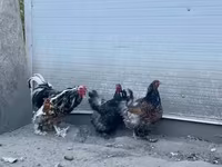 Brahma — foto 3