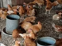 Chickens — foto 4