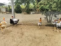 Chickens — 4-сурет