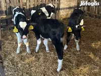 Toro, Russian Black pied cattle — foto 4