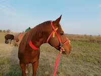 Hengst, Kyrgyz Horse — Foto 1