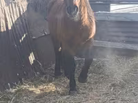 Hing, Mugalzhar horse — 3. fotó