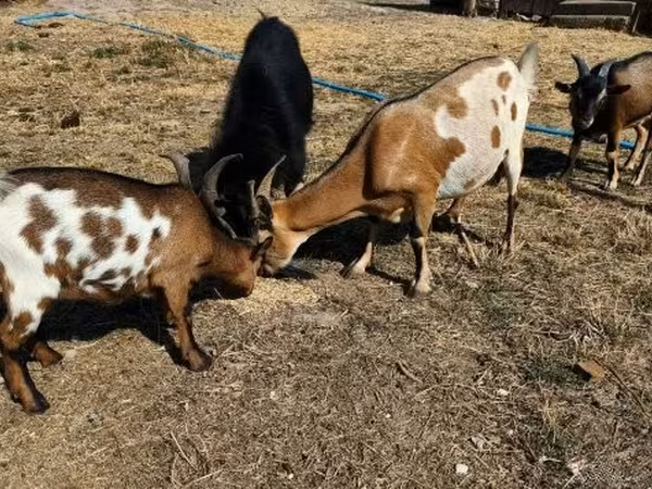 公山羊, Goats