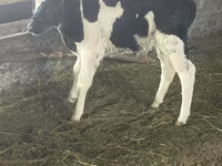 Bulle, Russian Black pied cattle — Foto 1