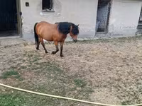 Kanca, Lovak — 2. fotó