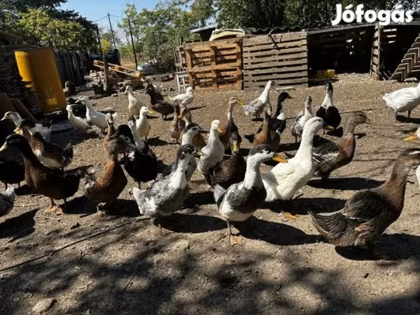 Ducks