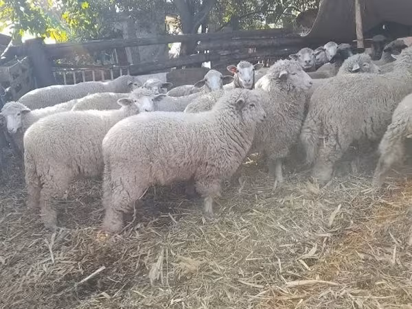 Oveja, Ovejas