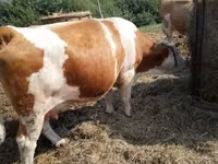 بقرة, Simmental cattle — الصورة 2