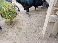Gallo de pelea de fosa australiano — foto 5