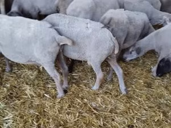 公羊, Sheep