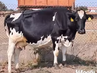Tehén, Holstein fajta — 1. fotó