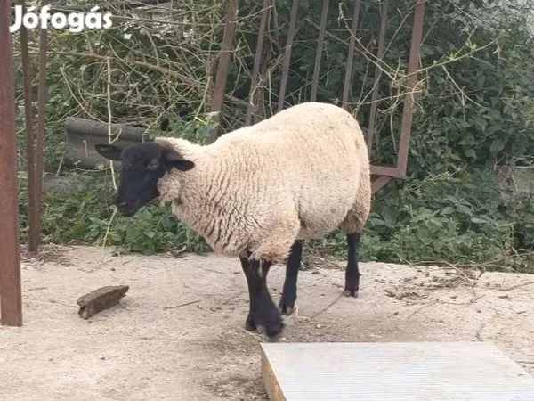 Kos, White Suffolk sheep — Magyarország