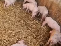 猪（批次，未指定性别）, Pigs — 照片 2