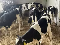 ثور, Russian Black pied cattle — الصورة 2