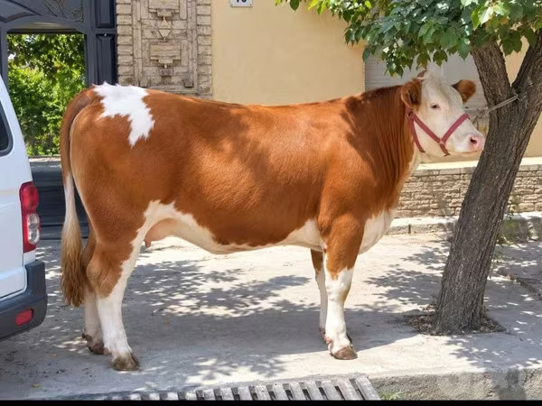Krava, Simmental cattle