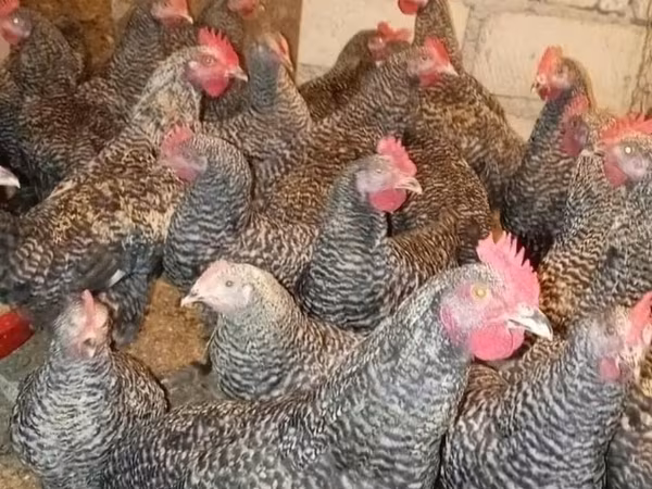 Gallina eslovena barrada