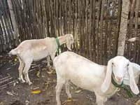 母山羊, Nubian Goat — 照片 1