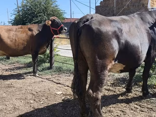 Vaca, Russian Black pied cattle
