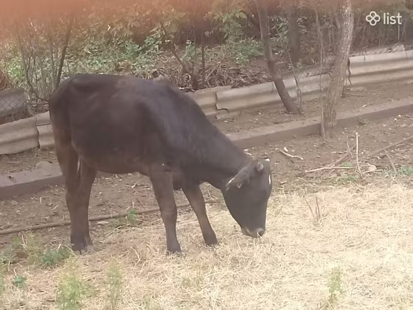 भेड़, भेड़