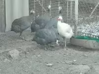 Guinea fowl — photo 2