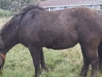 Lovak (tétel, nem megadva), Shetland Pony — 8. fotó