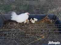 Chickens — الصورة 2
