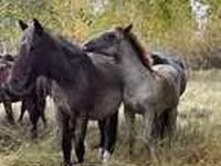 Yegua, Caballos — foto 2