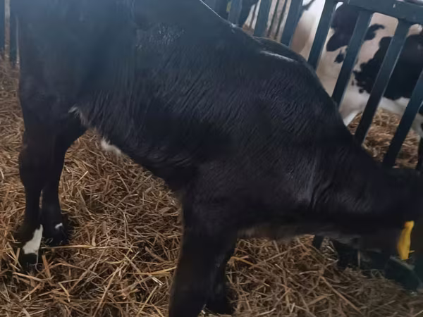 母牛, Limousin cow