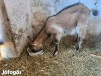 Goat, Goats — photo 7
