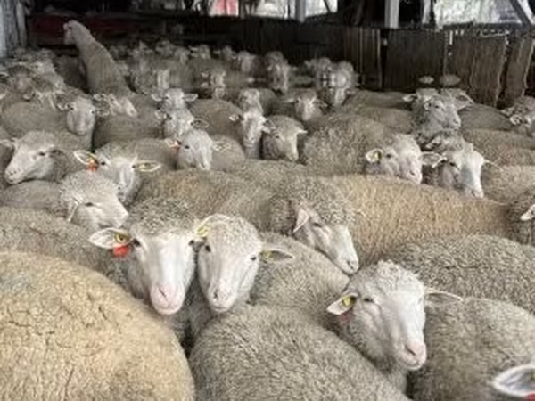 Moutons (lot, sexe non indiqué), Moutons — Hongrie