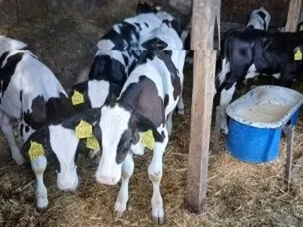 Bull, Russian Black pied cattle — Hungary