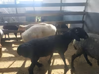 Kos, Suffolk sheep — 7. fotó