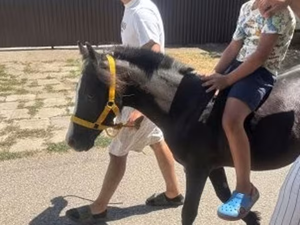 Caballo, Caballos