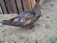 Domestic Muscovy — photo 5