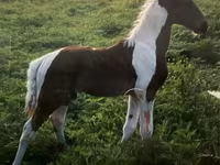 घोड़ा, Tennessee Walking Horse — फ़ोटो 4