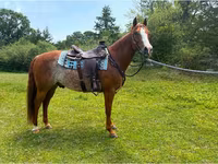 Hing, Quarter Horse — 6. fotó
