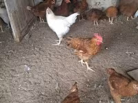 Chickens — 5-сурет