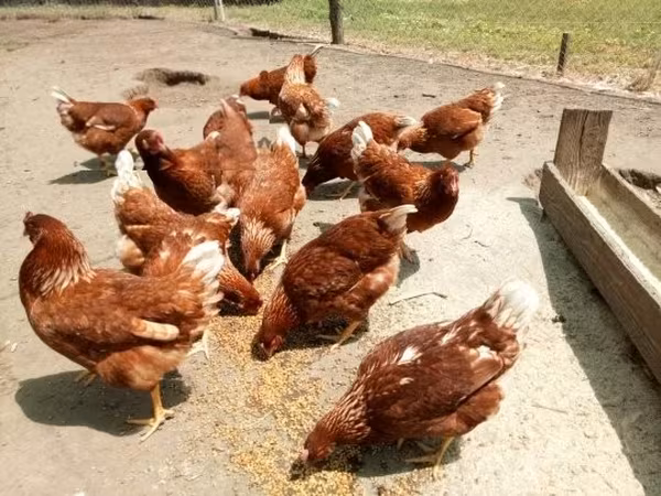 Chickens — 匈牙利