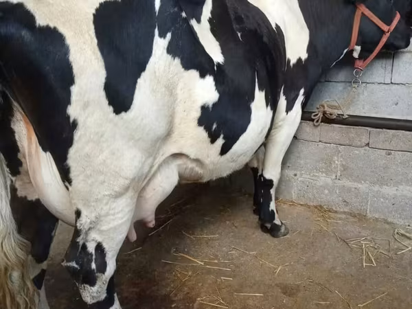 Krowa, Rasa holsztyńska