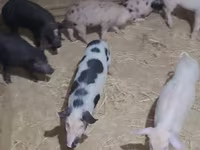Pigs (batch, sex not specified), Pigs — photo 2